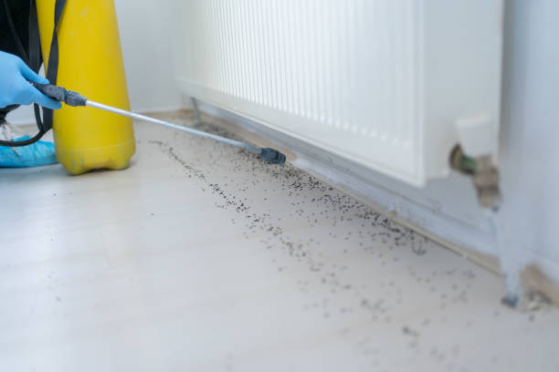 Best Ant Control Services  in Riverview, MO