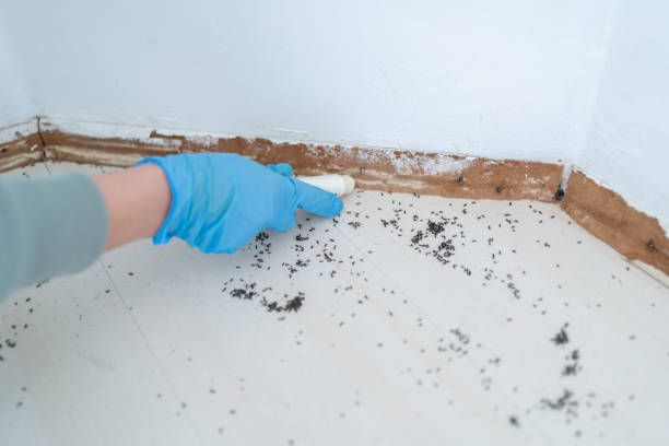 Best Wasp Removal Services  in Riverview, MO